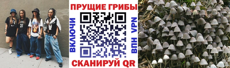 Галлюциногенные грибы мицелий  купить  сайты  мега ссылка  Бердск 